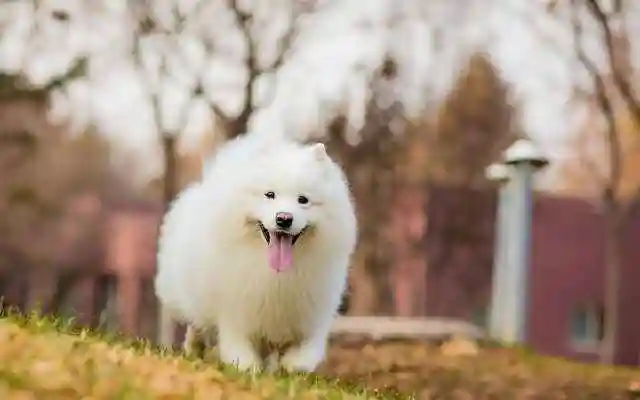 宠物切莫“所托非人”