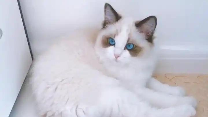 猫咪晚上不睡觉怎么回事？