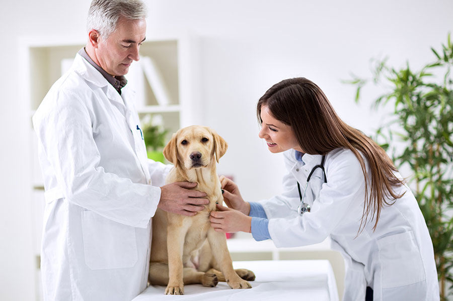 宠物皮肤病治疗