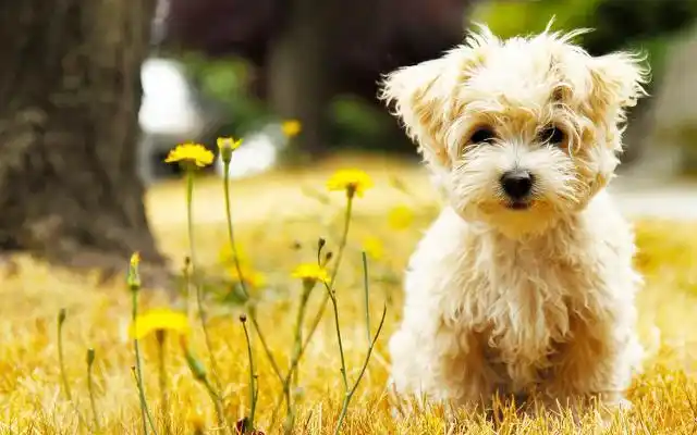 沈阳宠物“公寓”售价超商品房