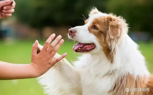 挑选纯种泰迪犬的一些实用技巧