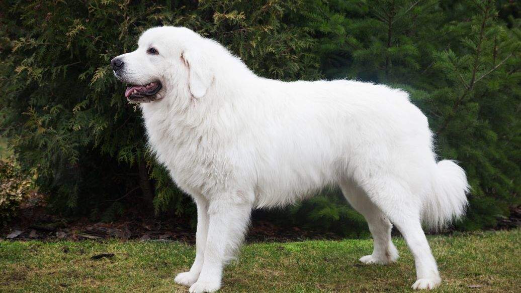 家有大白熊时物品摆放事项