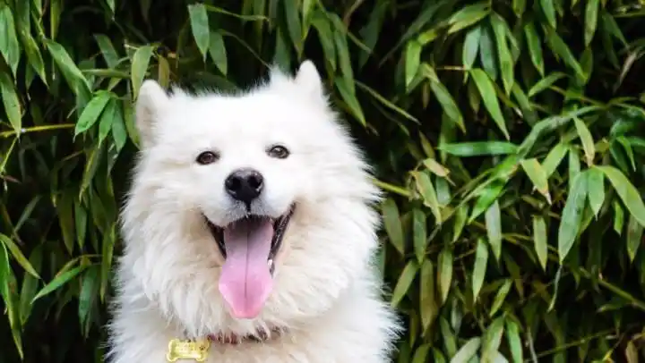 狗狗抑郁症的原因及解决办法